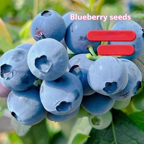 100pcs High Quality Blueberry Tree Seeds Item | Buy 100pcs High Quality Blueberry Tree Seeds | SPOP Enterprise Global